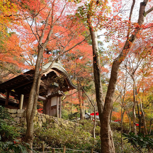 【月光園から徒歩20分】瑞宝寺（ずいほうじ）公園人気紅葉スポット。シーズン中は屋台で賑わいます。