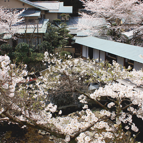【絶景の宿】春の桜毎年桜の季節には、姉妹館「游月山荘」ロビーにて「夜桜バー」開催します♪
