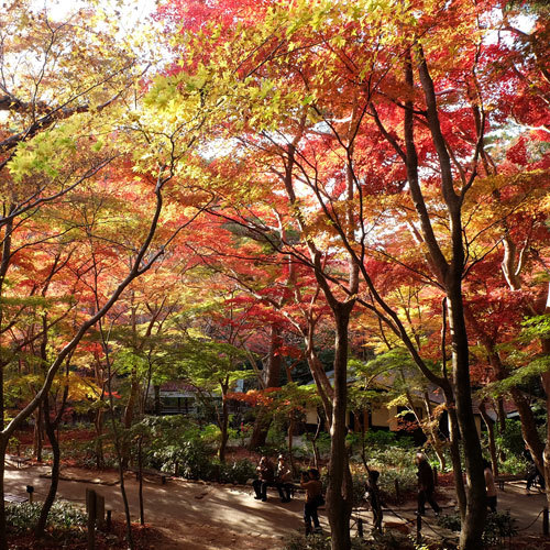 【月光園から徒歩20分】瑞宝寺公園例年の紅葉ピークは11月中旬頃。