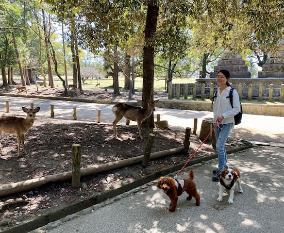 ワンちゃんと奈良公園散策（飛火野から春日大社へ）