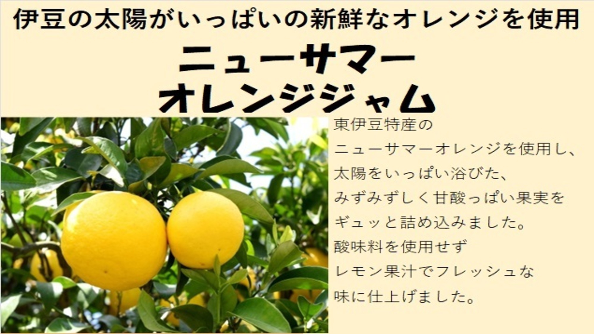 伊豆の太陽がいっぱいの新鮮なオレンジを使用ニューサマーオレンジジャム