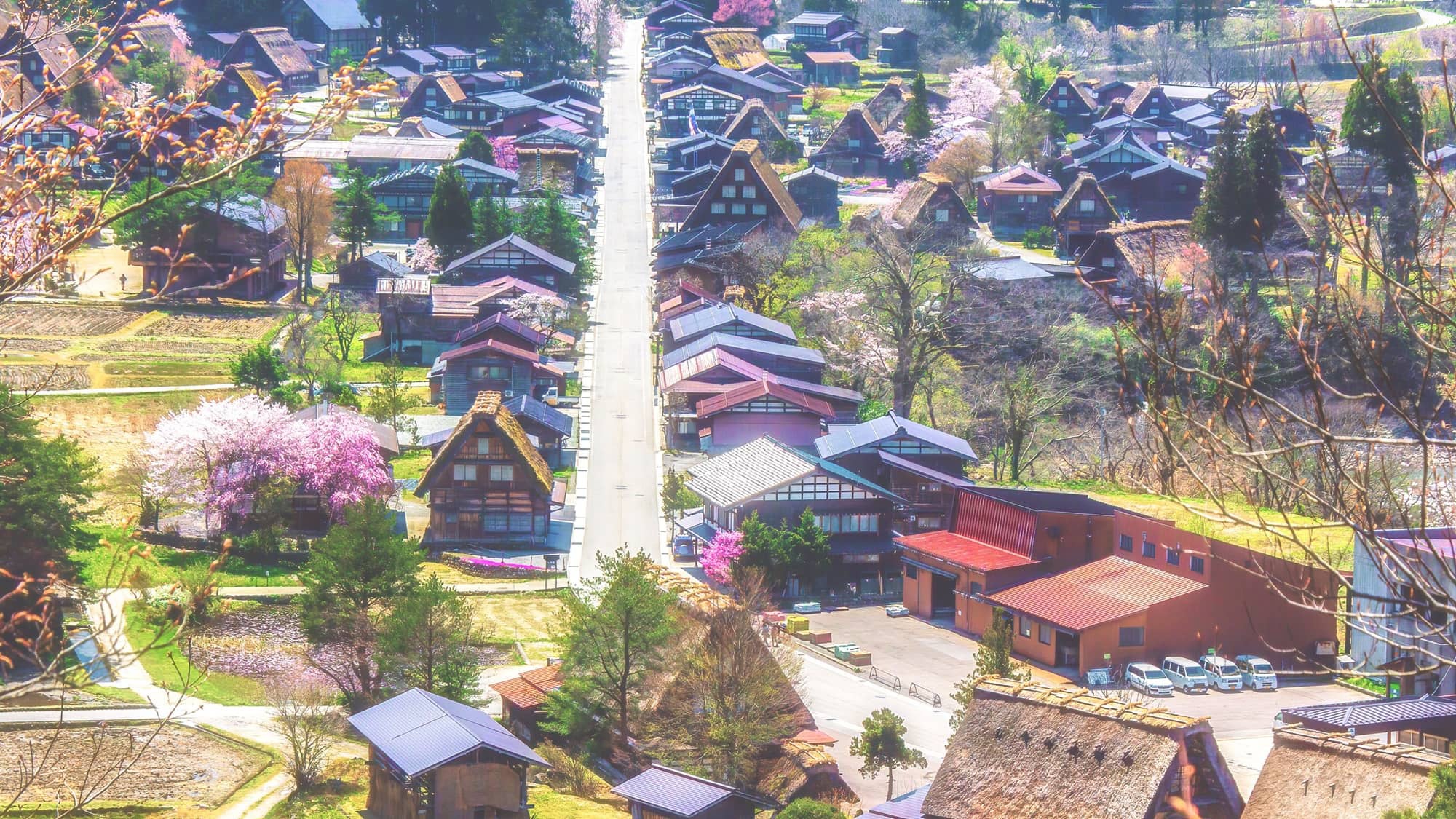 【春の白川郷】樹齢を重ねた味わい深い桜