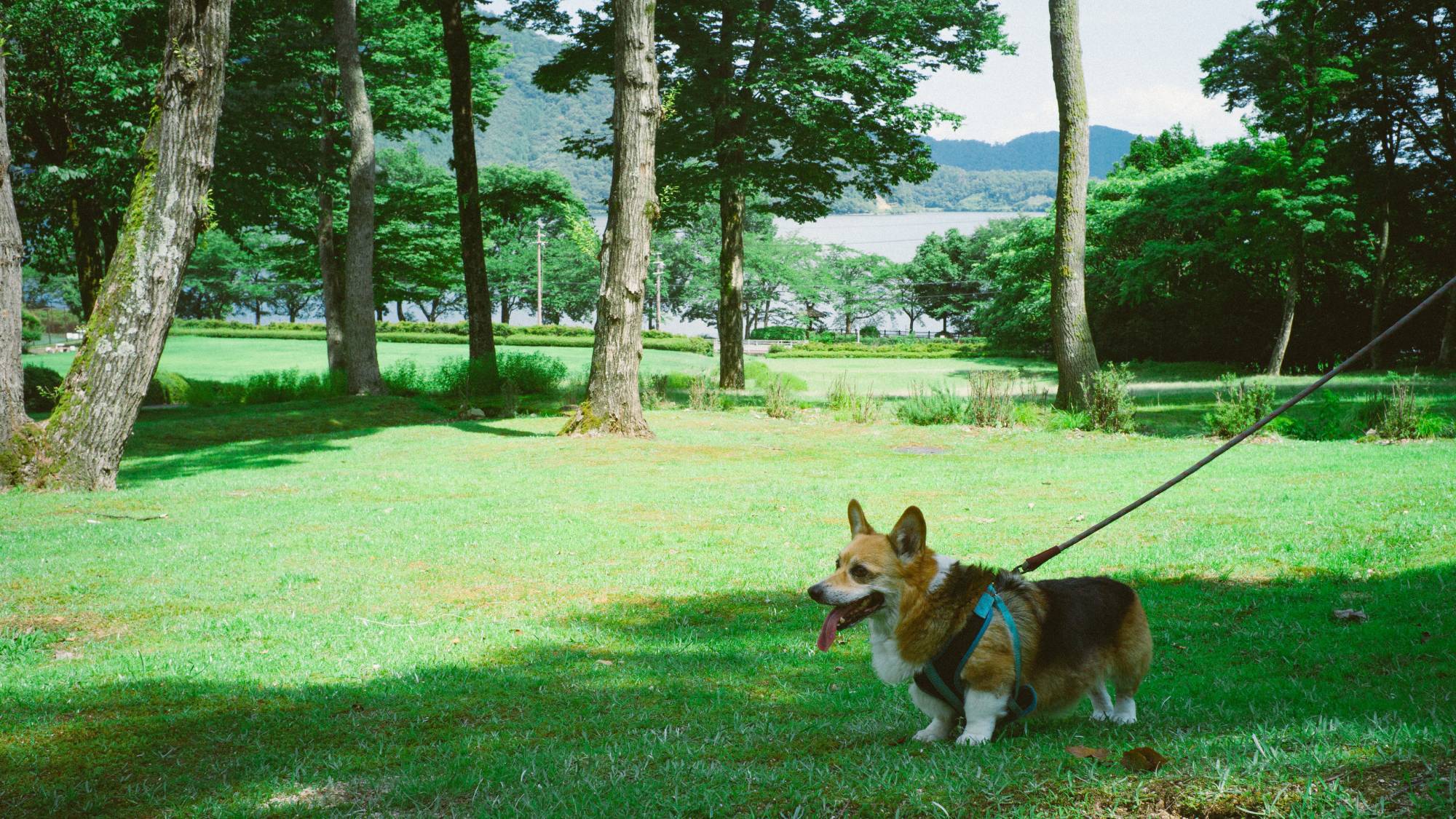 愛犬との散歩風景