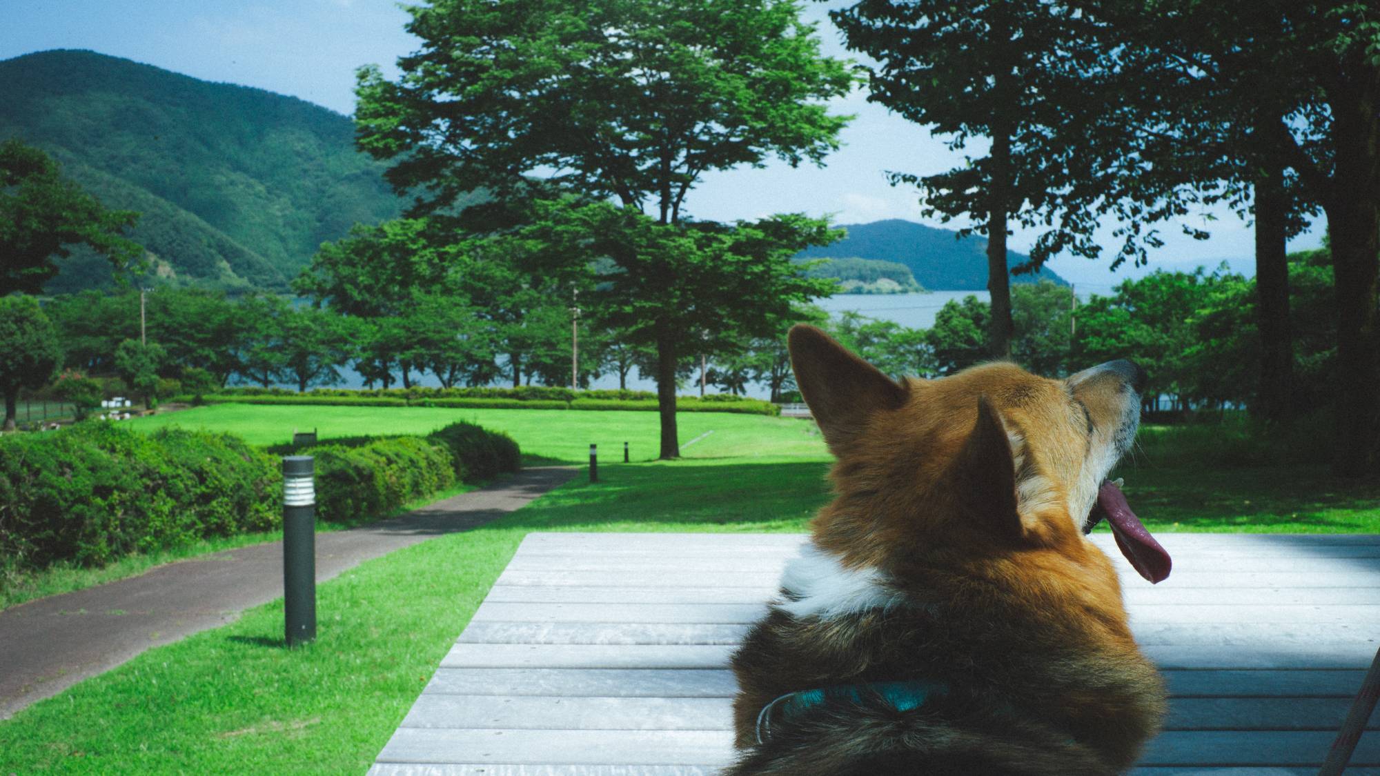 愛犬との散歩風景