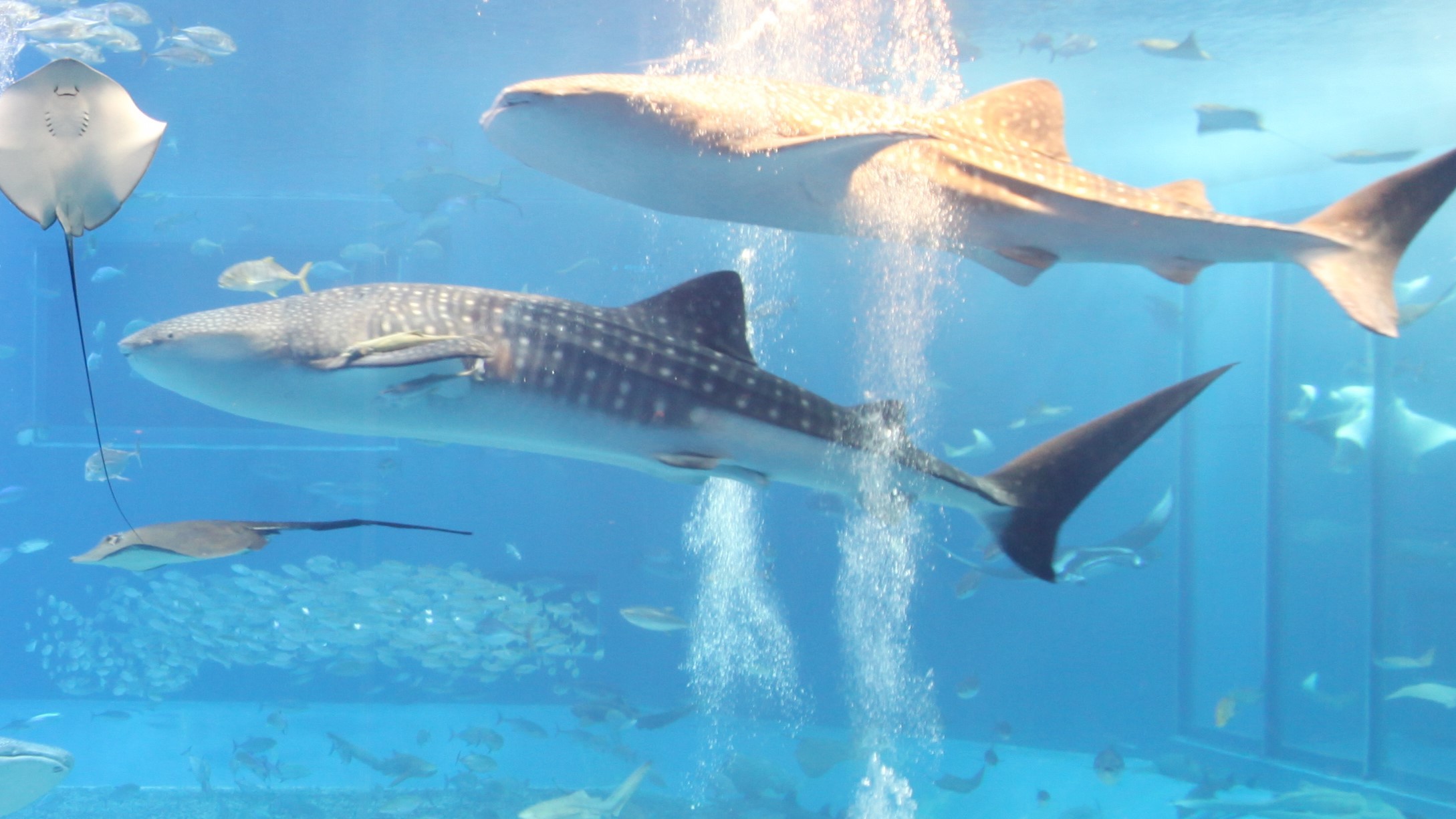 【美ら海水族館】ホテルよりお車で約1時間40分