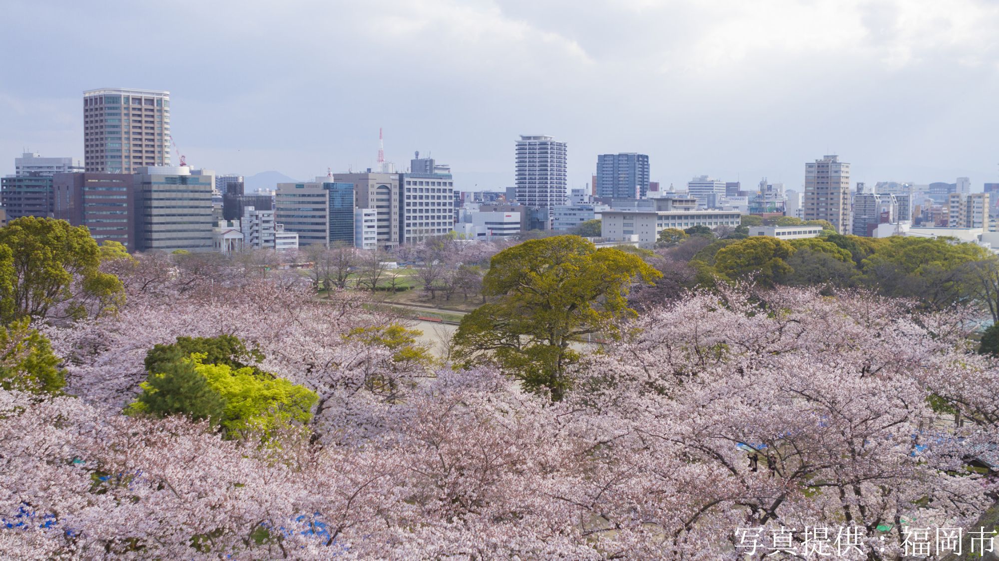 【観光画像】舞鶴公園