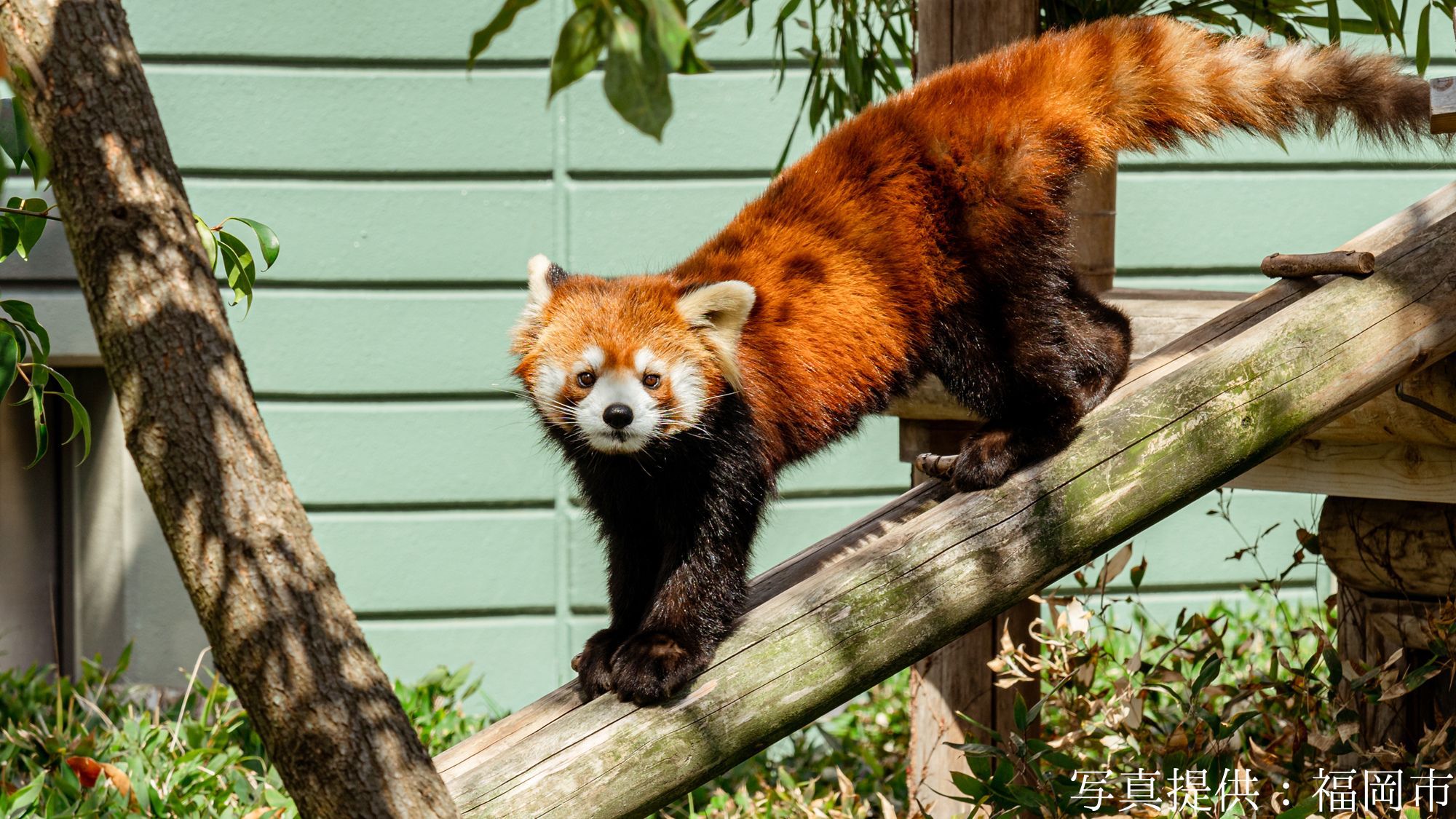 【観光画像】福岡市動物園