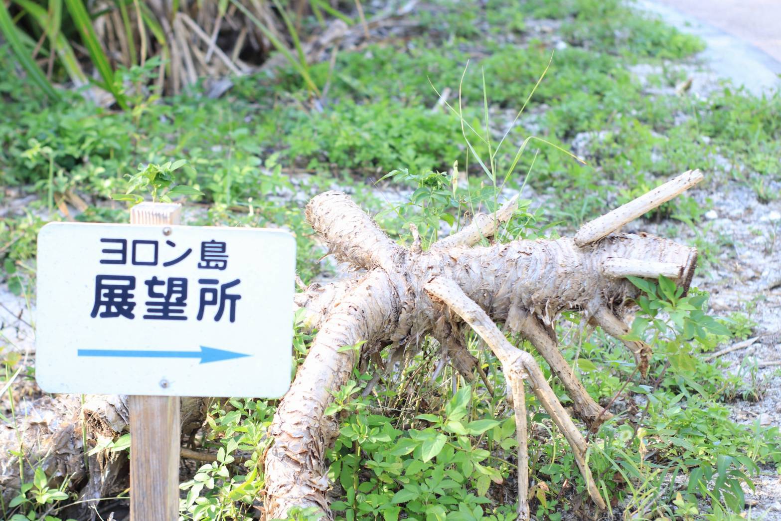 防風林の小道の先には！