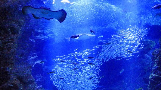 京都水族館-「京の海」大水槽