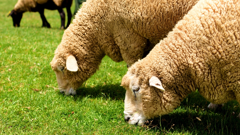 【周辺】雄大な山々を背景に、広大な牧草地で羊が草を食む「まきば公園」当館より車で13分
