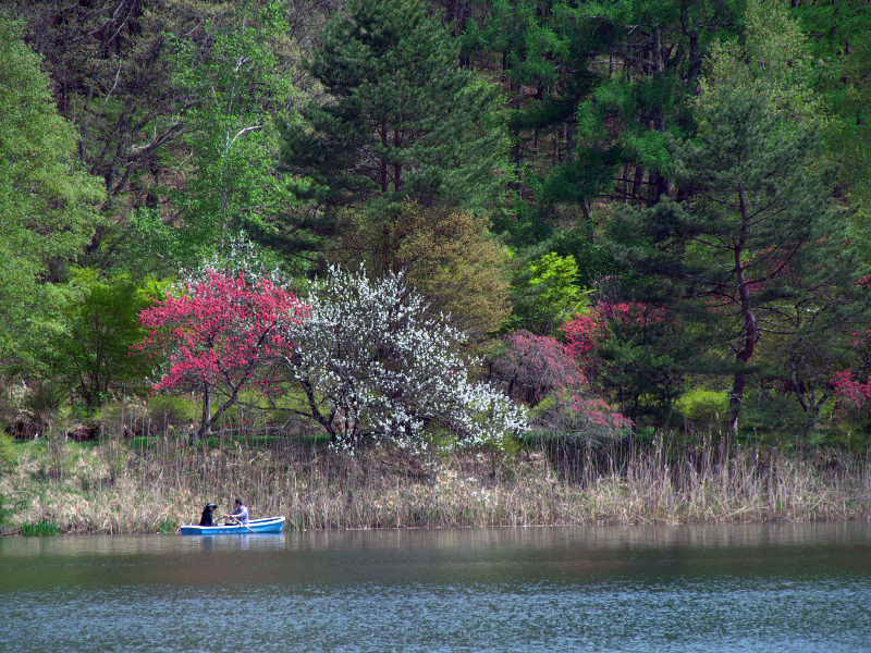 ミツバツツジ満開の蓼科湖の風景