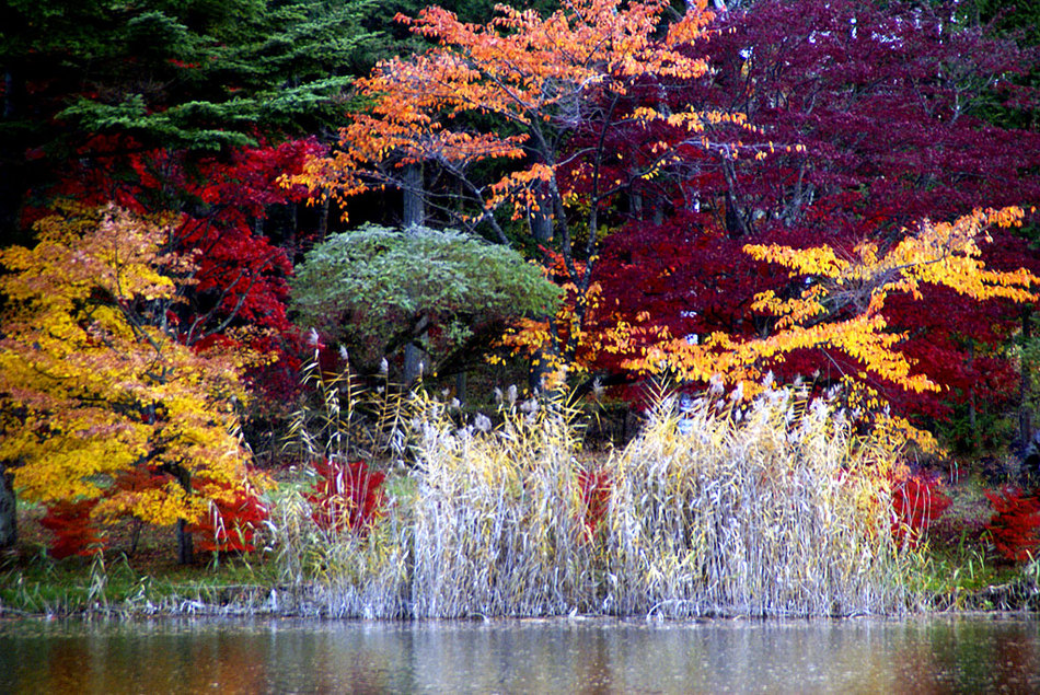 蓼科湖の紅葉