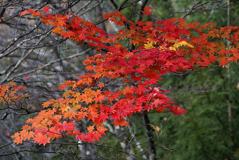 蓼科の紅葉