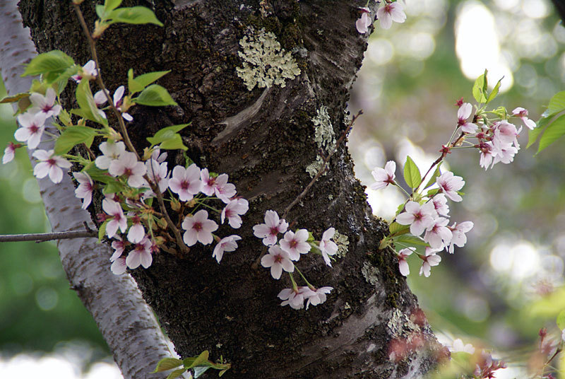 sakura