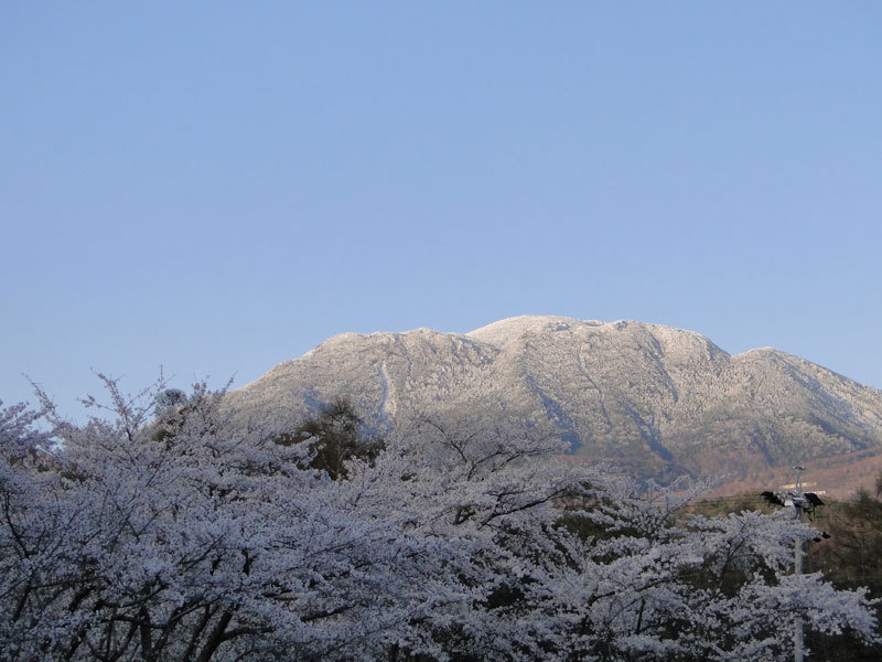 蓼科湖の千本桜