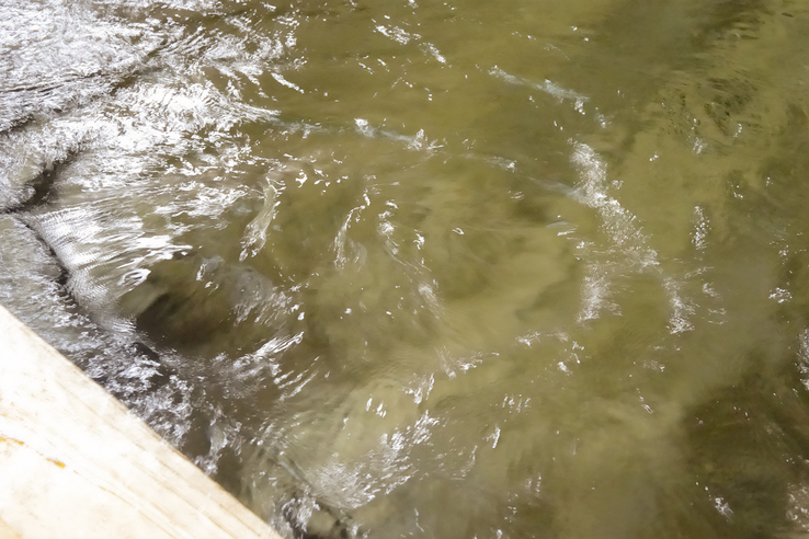 【本館】大浴場（木の湯）露天風呂※日替わり