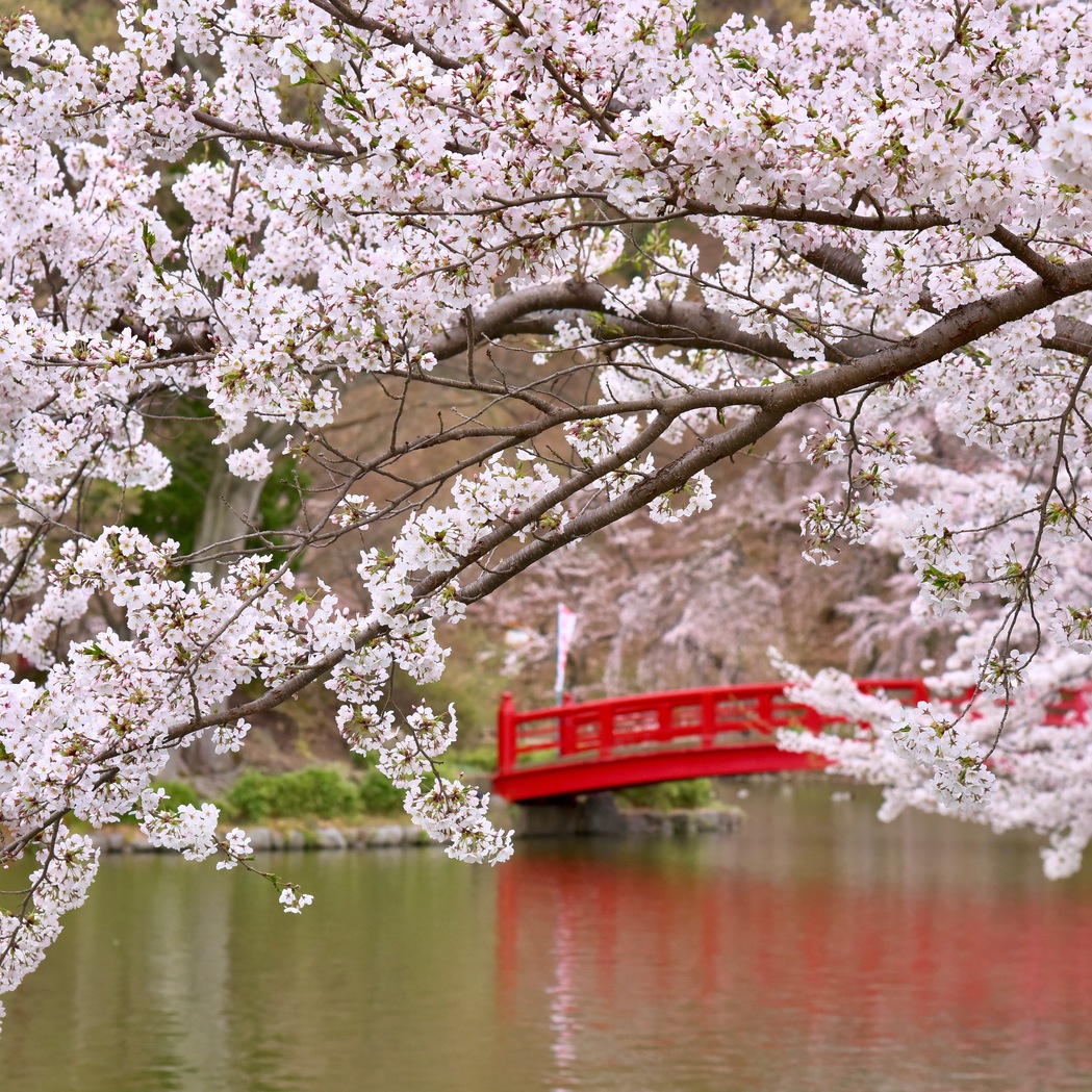 臥竜公園の桜と弁天橋