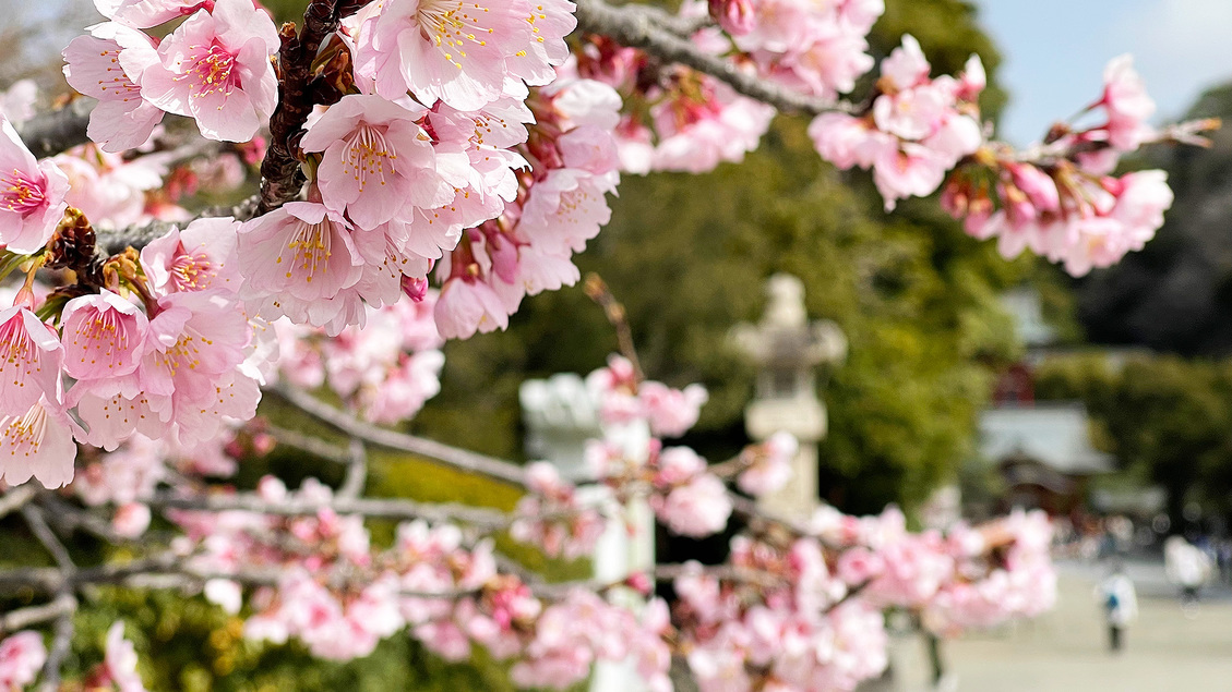 八幡宮の桜/徒歩15分