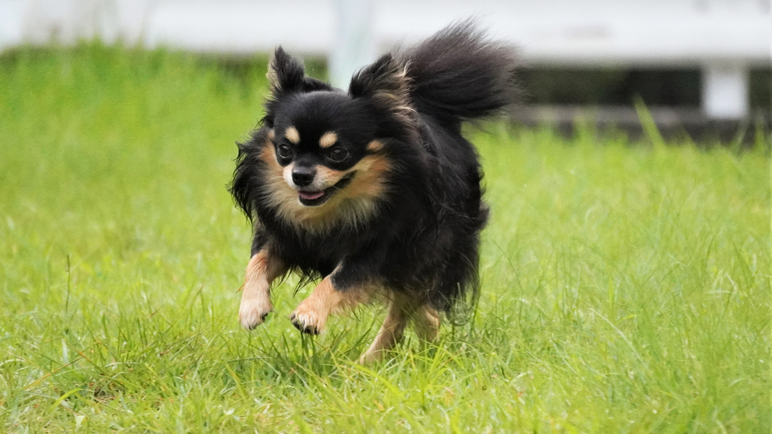 【プライベートガーデン】ドッグラン併設。大切な愛犬と共にお過ごしください♪