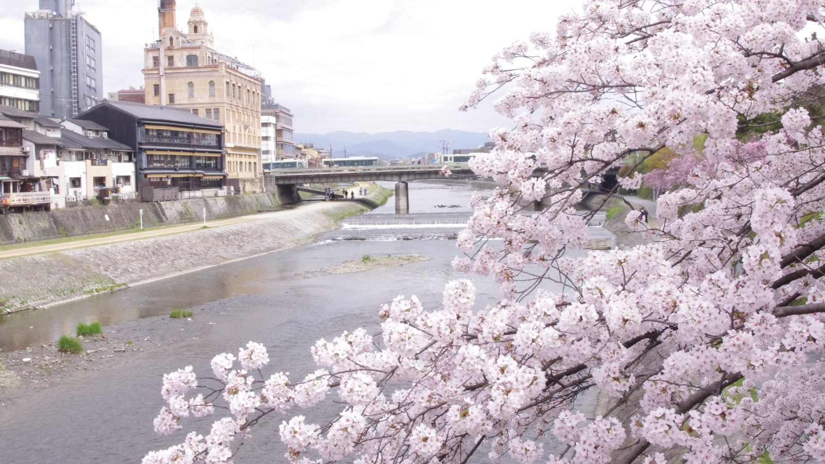 京都桜の名所【鴨川】