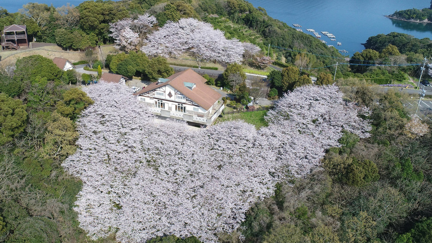 管理棟周辺の春の様子。満開の桜が楽しめます。