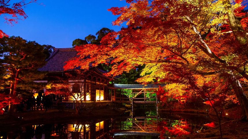 高台寺は春は波心庭のしだれ桜、秋は紅葉、夜のライトアップと見どころ満載、当ホテルからお車で10分余