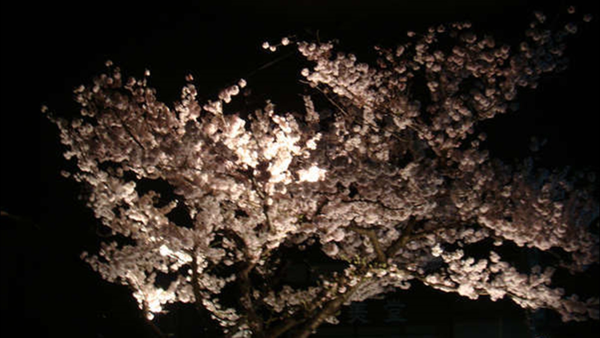 敷地内の夜桜