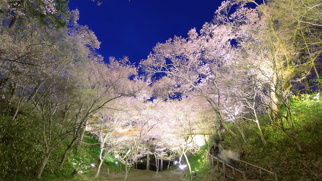 周辺観光：高遠城址公園の夜桜《資料提供：伊那市観光協会》