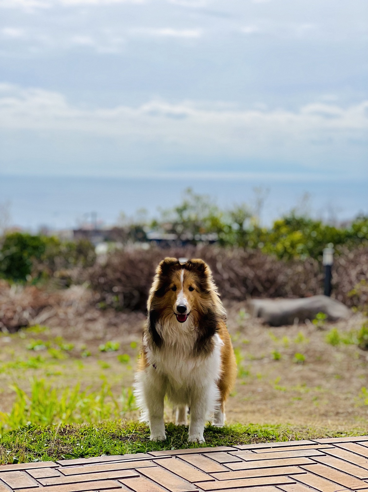 相模湾とワンちゃん素敵な写真撮影ができます