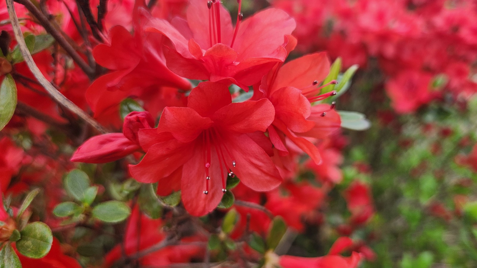 庭のお花（春）