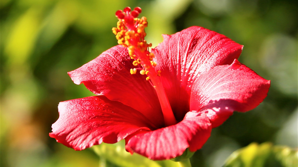 【ハイビスカス】沖縄を代表する花とハイビスカス