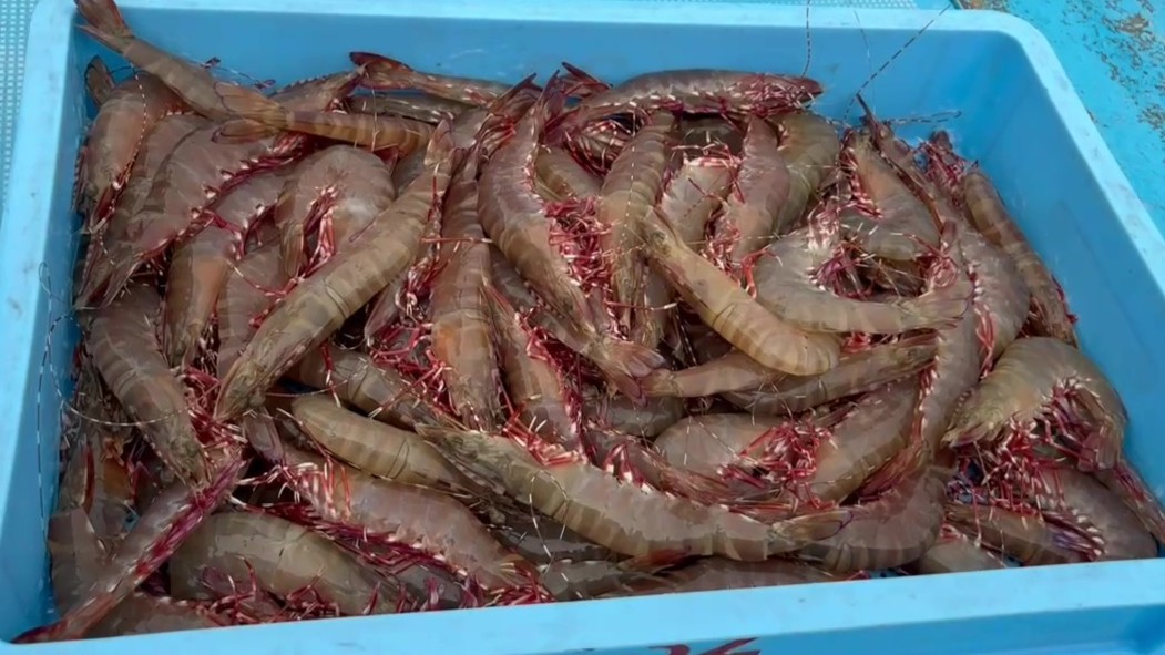 この輝き、見てください。地元漁港で水揚げされたばかりの足赤エビ。ぷりっぷりの食感と濃いうま味が自慢で