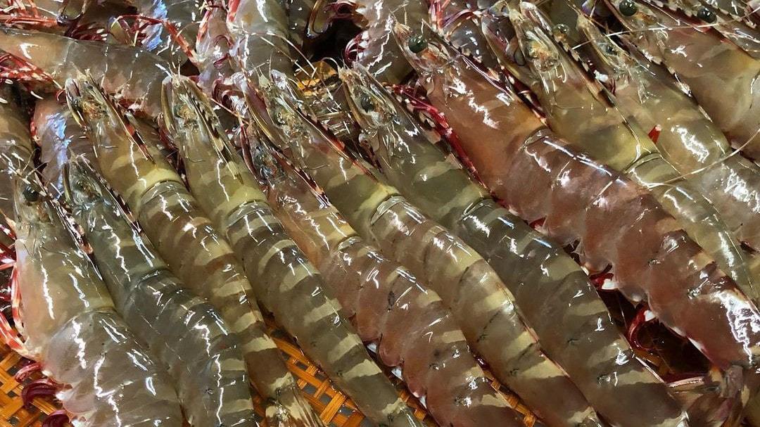  足赤エビは漁獲量が限られており、一般市場にはほとんど出回らない天然のエビです。