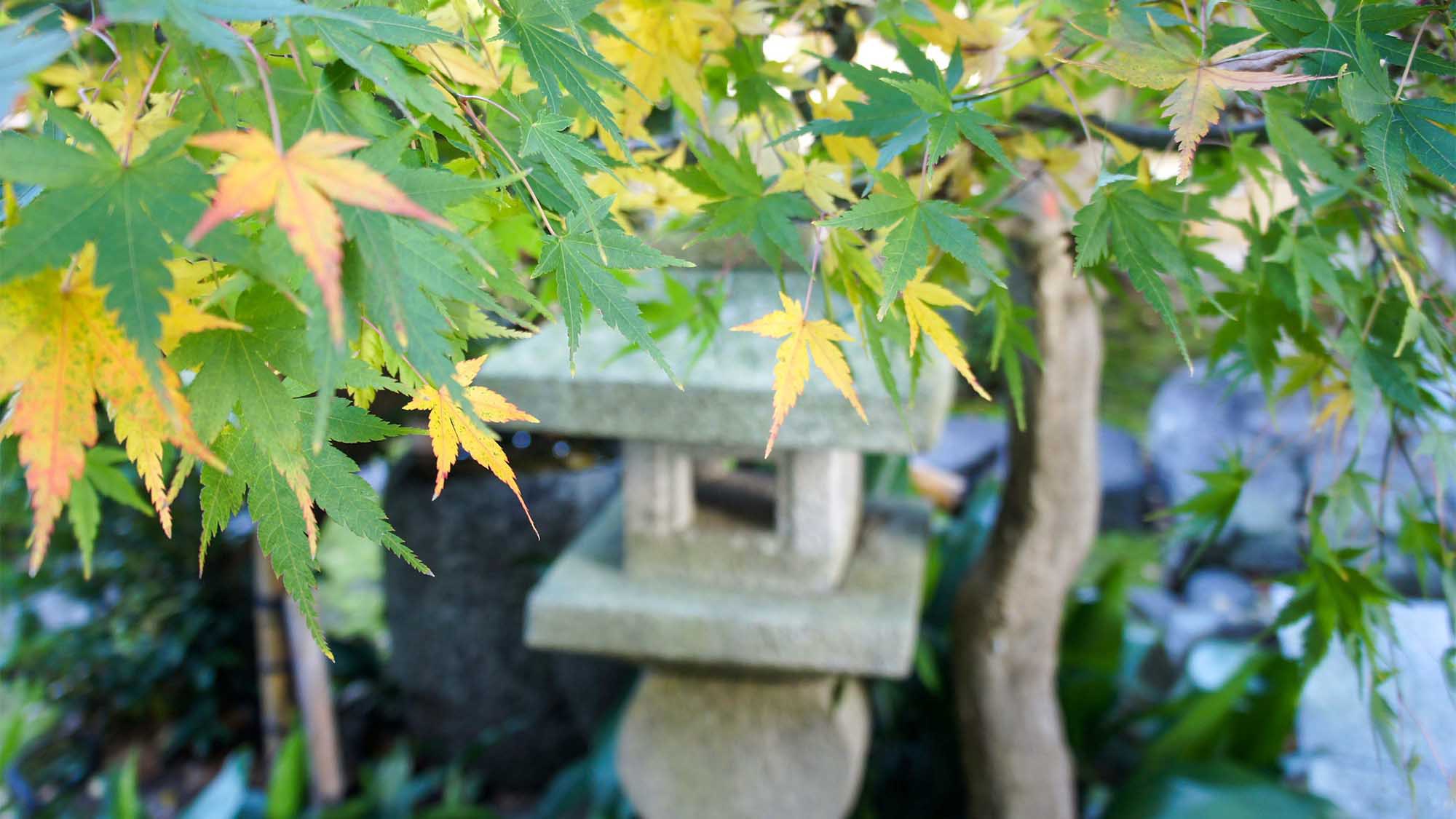 ・＜自然イメージ＞四季に合わせて様々な木や花々が姿を現します