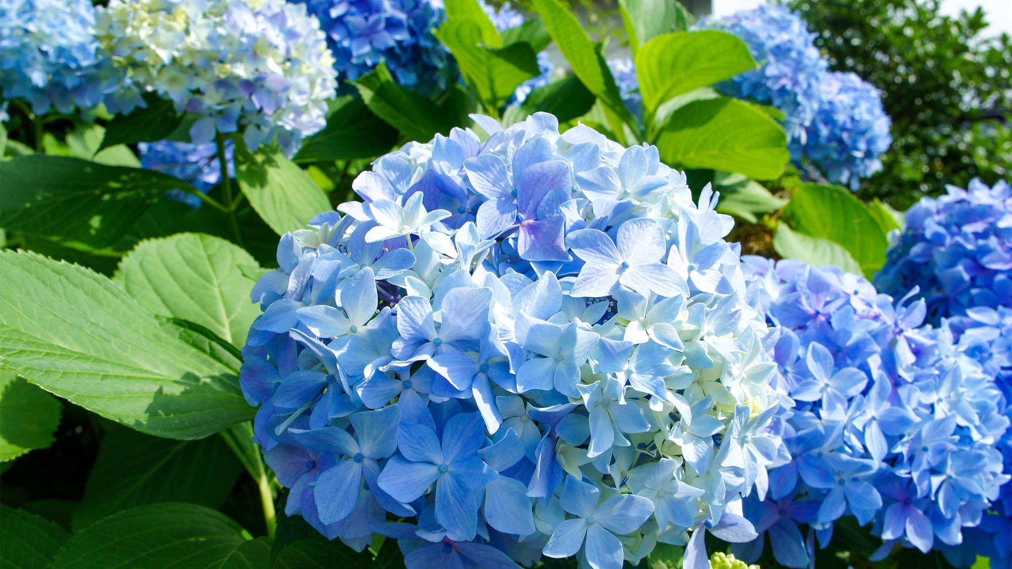 ・＜自然イメージ＞四季に合わせて様々な木や花々が姿を現します