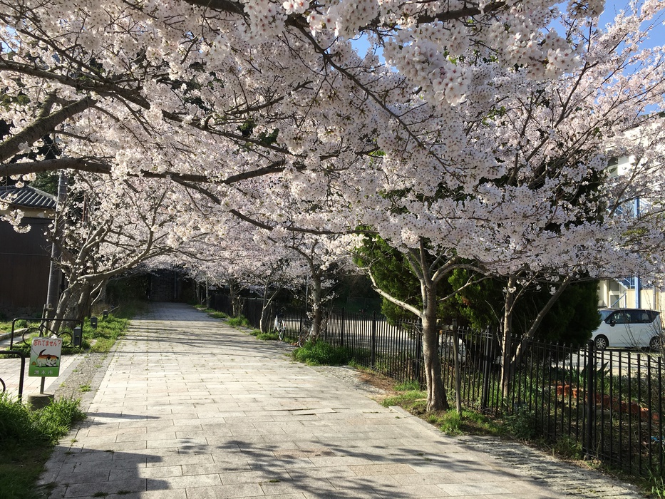 曲田山桜