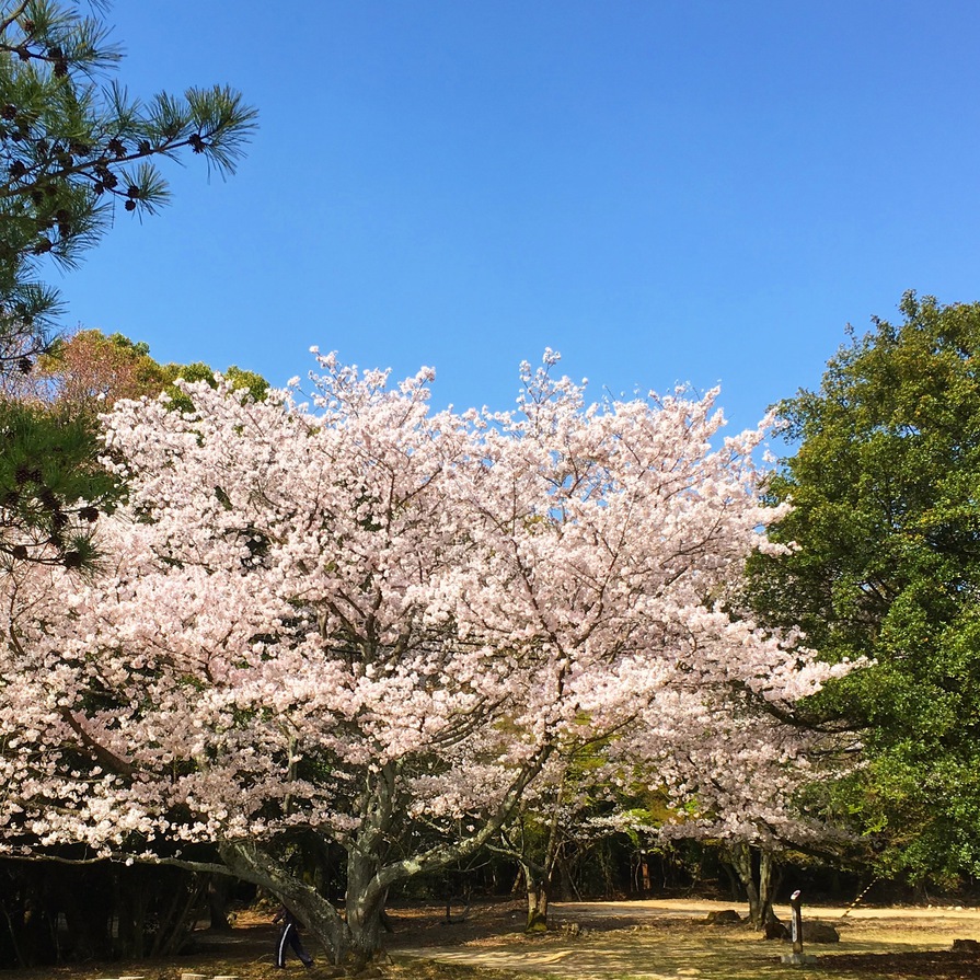 洲本城の桜