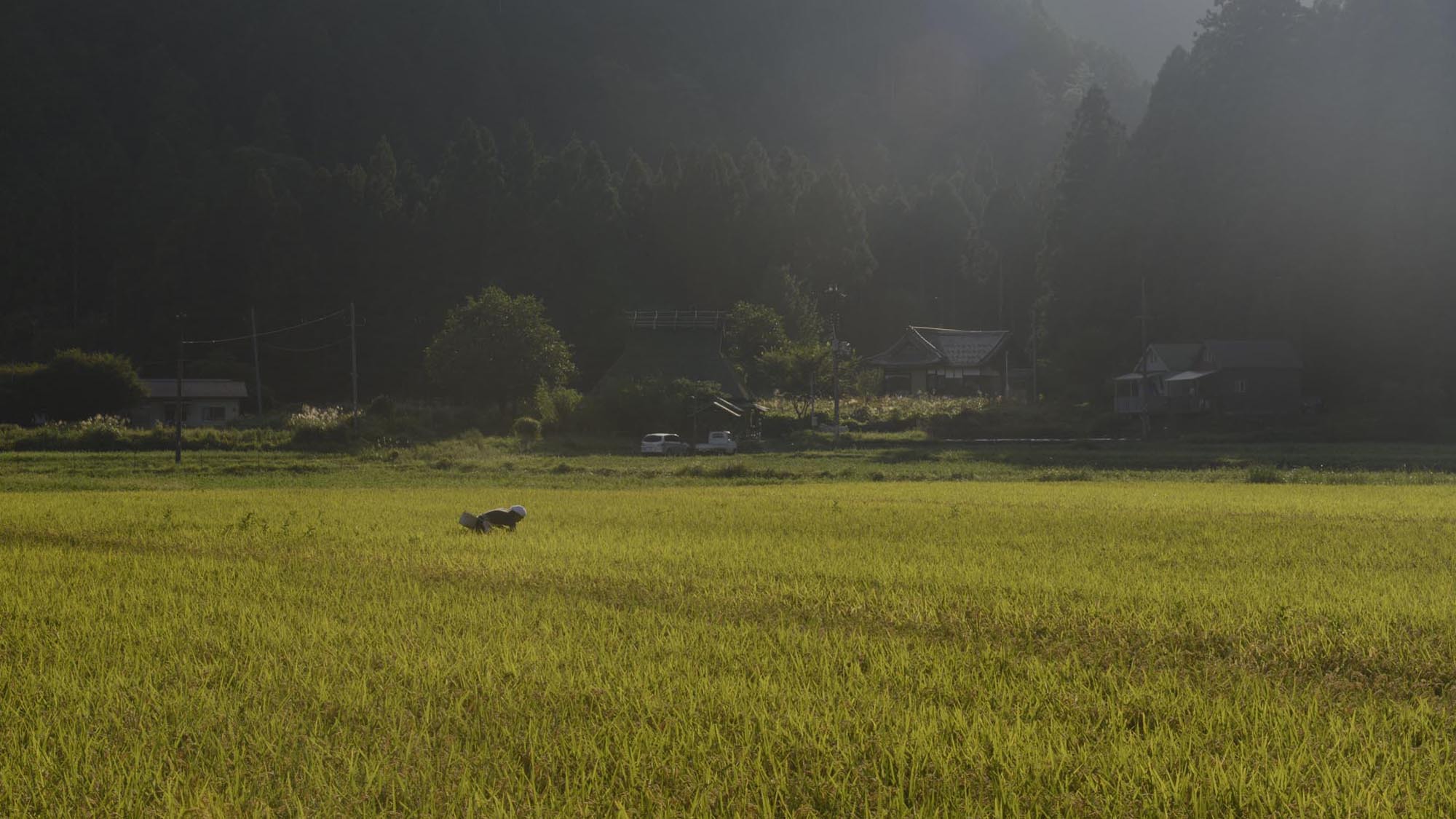 ・美しい川が流れる美山では美味しいお米穫れます