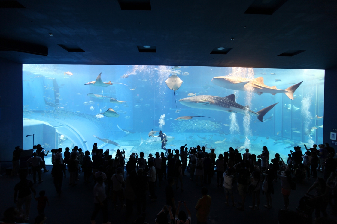 美ら海水族館神秘に満ちた沖縄の生き物たちの雄大な世界が広がります。