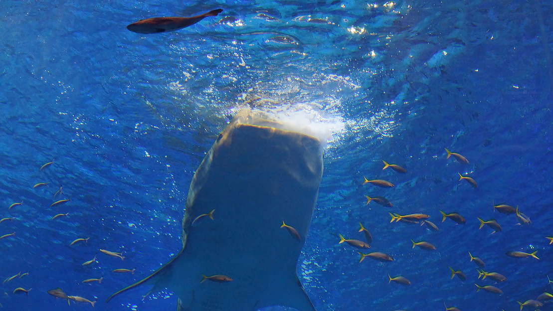 【沖縄美ら海水族館】当館から車で5分で到着？