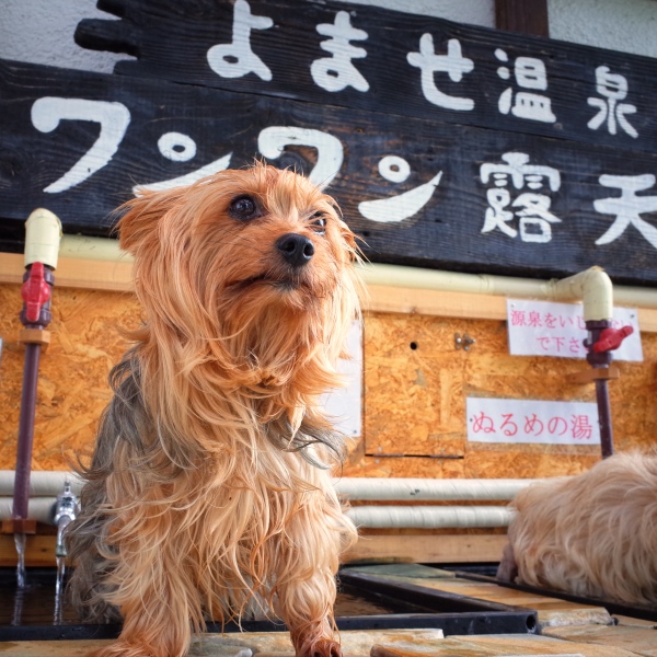 よませ温泉 プチホテル パディントンハウスの施設情報 His旅プロ 国内旅行ホテル最安値予約