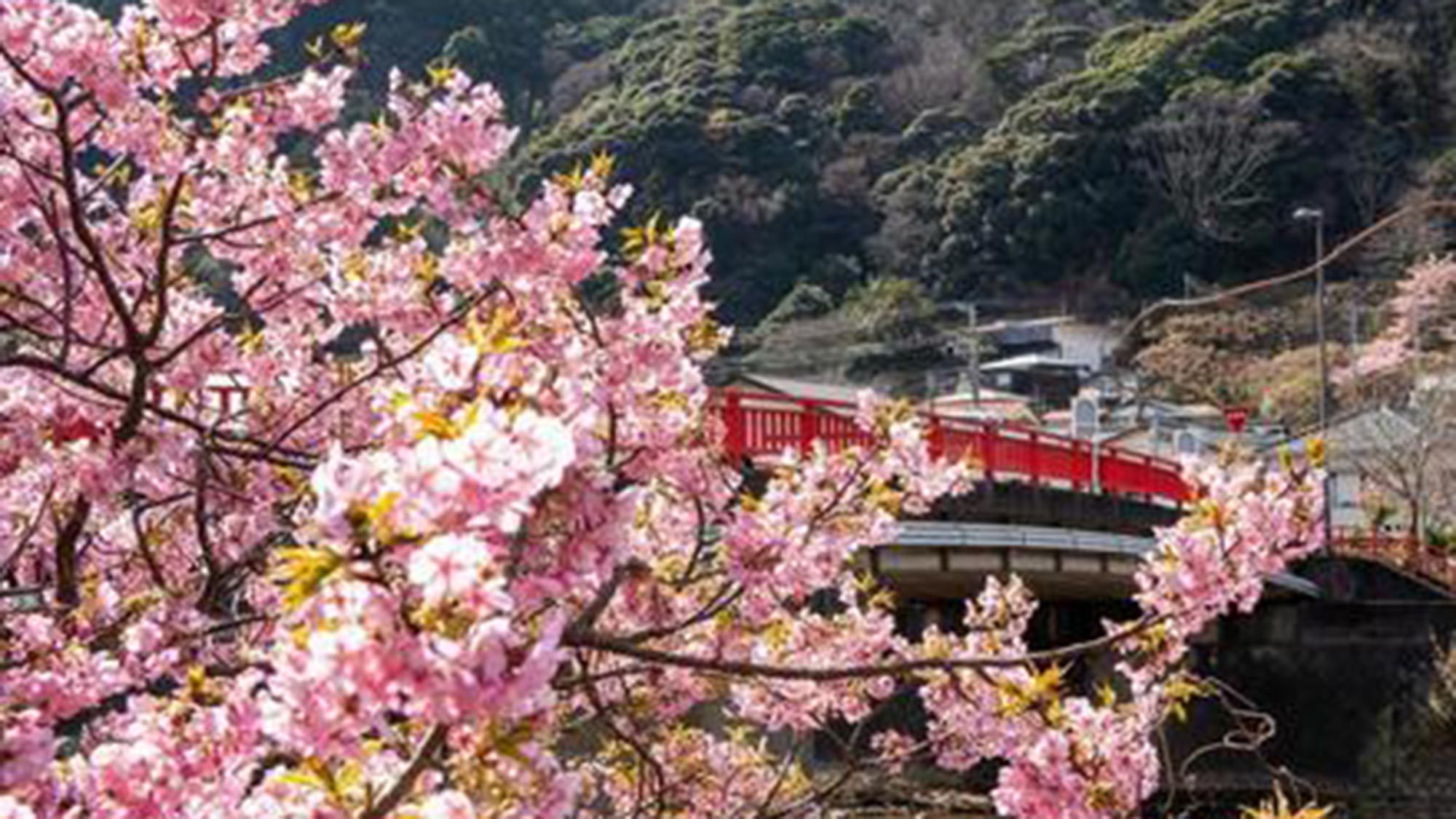 ・【河津さくらまつり】桜と橋