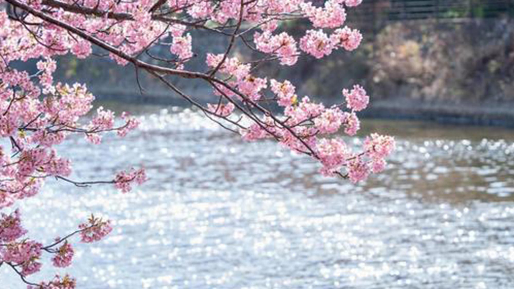 ・【河津さくらまつり】桜と川