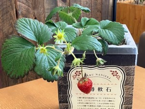 小さないちご狩りイメージ