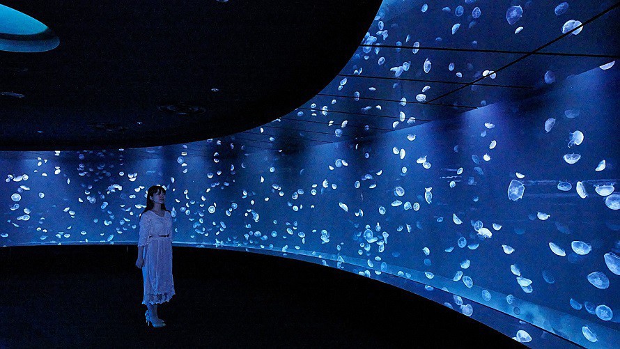 【サンシャイン水族館】海月空感（くらげくうかん）