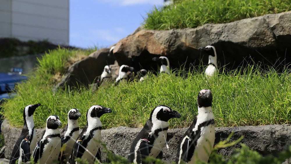 【サンシャイン水族館】草原のペンギン