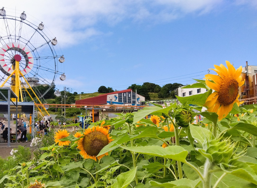 【季節の景観：夏】ひまわり咲くおたる水族館