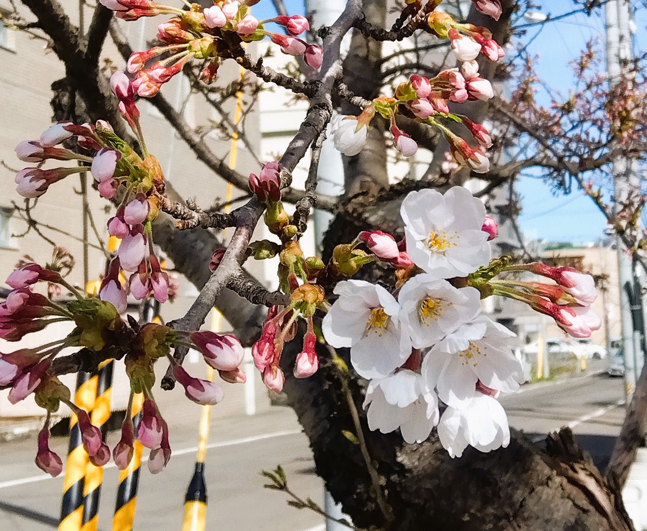 【季節の景観：春】桜が咲き始めました