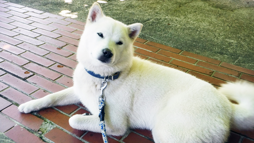 看板犬「ふく」