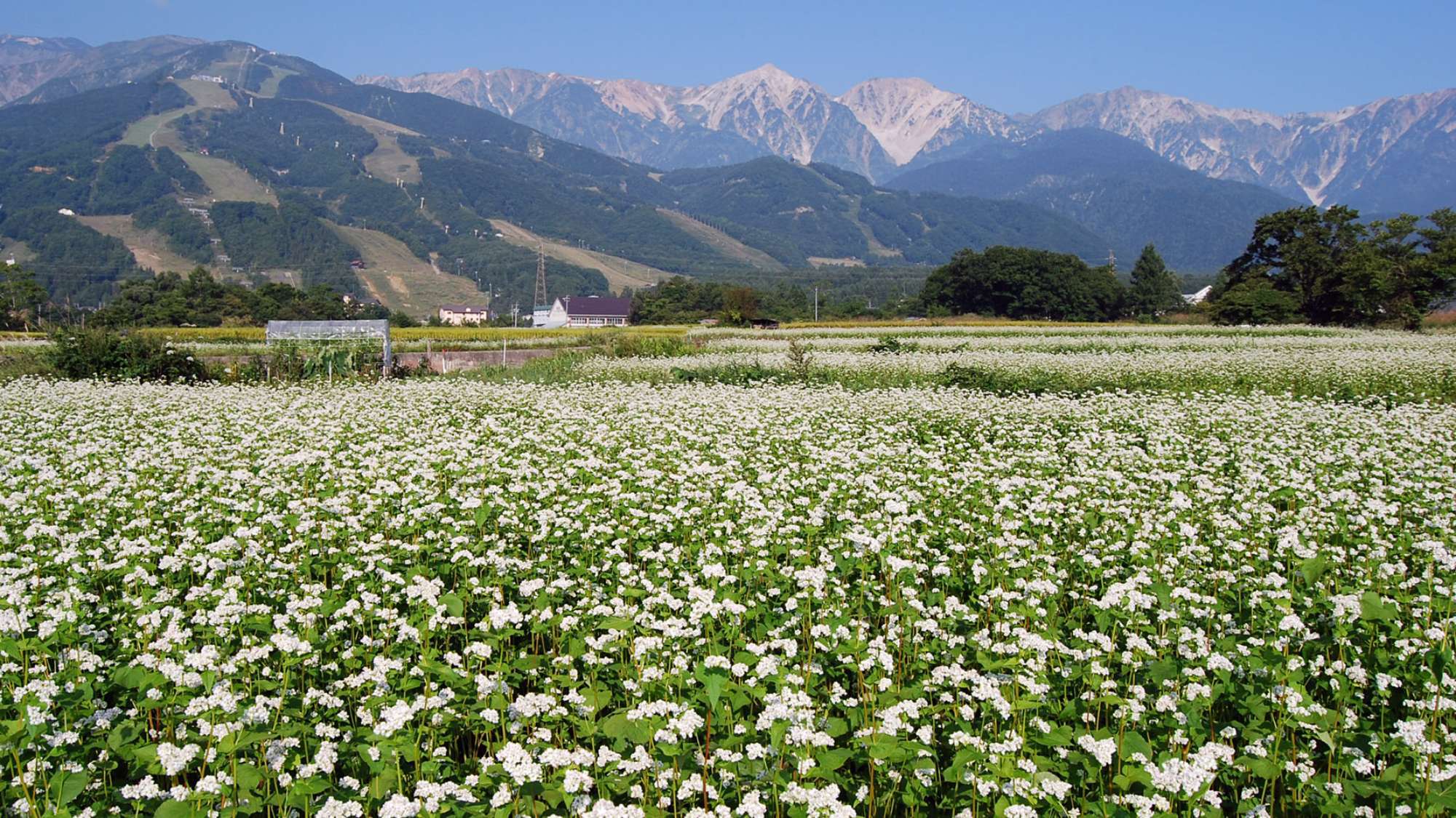 ・【そば畑】例年およそ8月下旬から9月にかけて、可憐な白い花を咲かせます(白馬村観光協会提供)